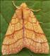 2271 (73.179) Orange Sallow